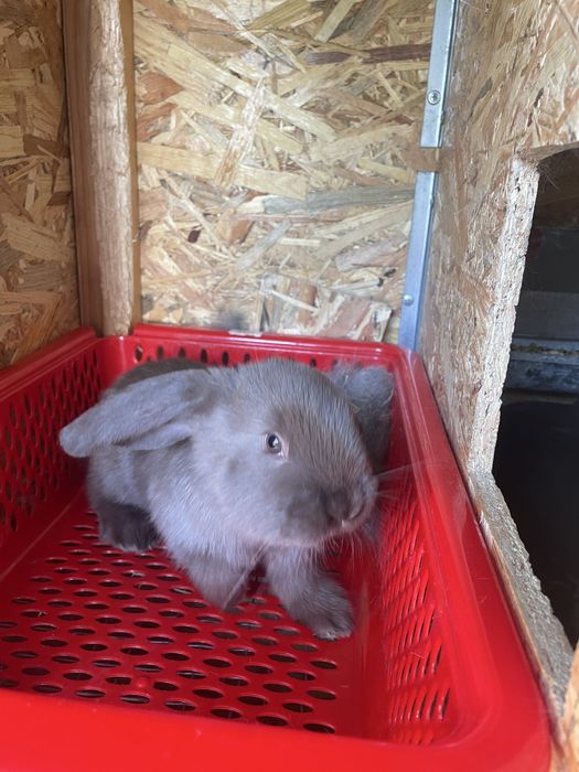 Iepuri berbec german