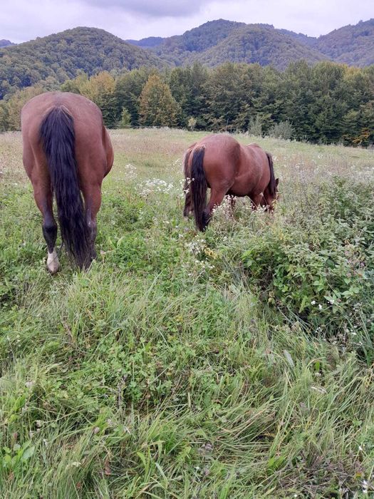 VÂND 2 MÂNZI frumosi