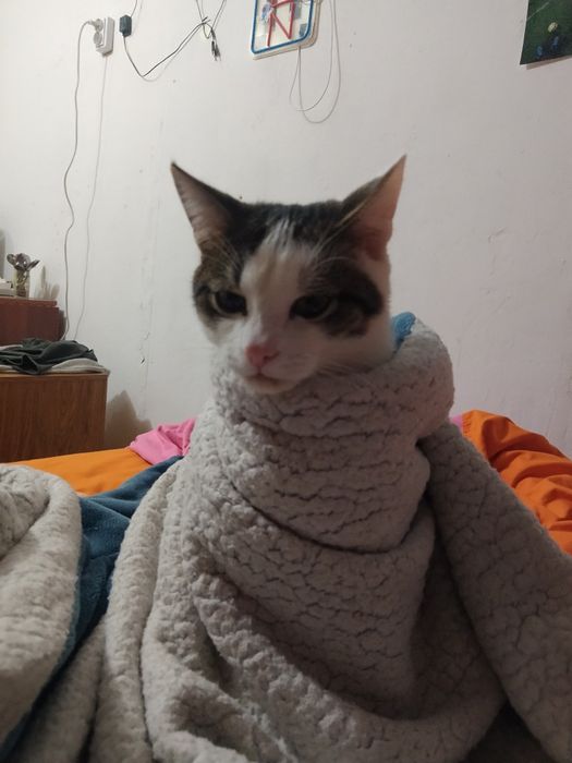 Отдам котят 7 месяцев