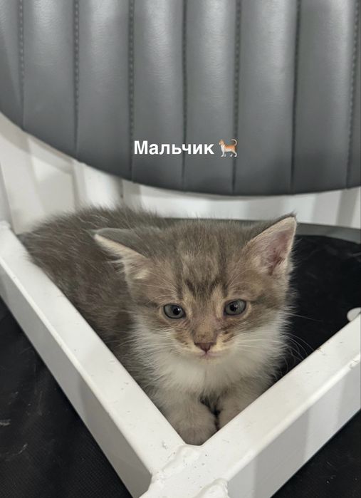 Отдам котят в хорошие руки