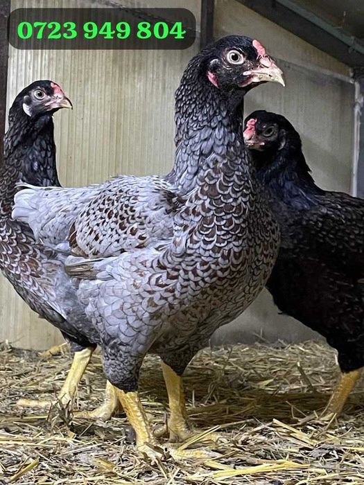 Pui de gaina de rasa Jersey Giant Combatant Plymouth Australorp Brahma
