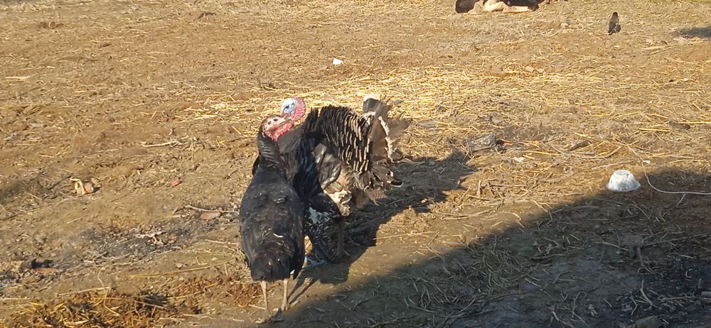 Induk 1ta erkak 1ta qizbola