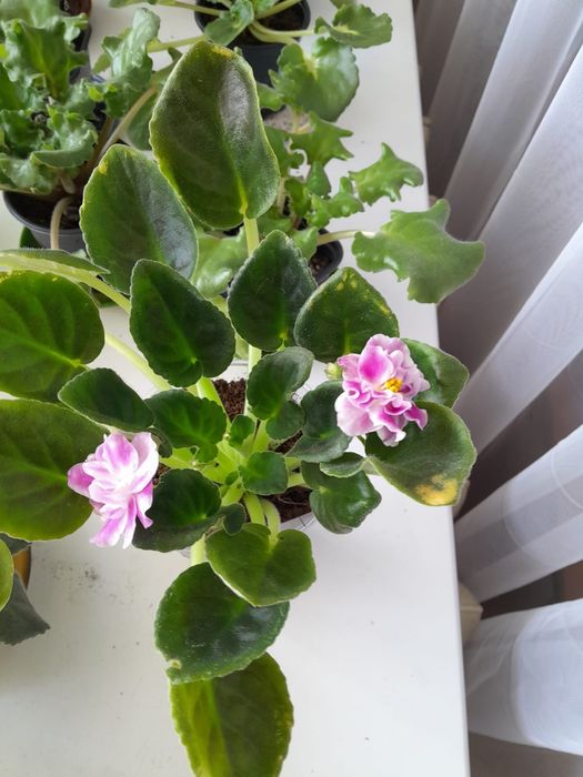 Фиалка домашняя 2000тг