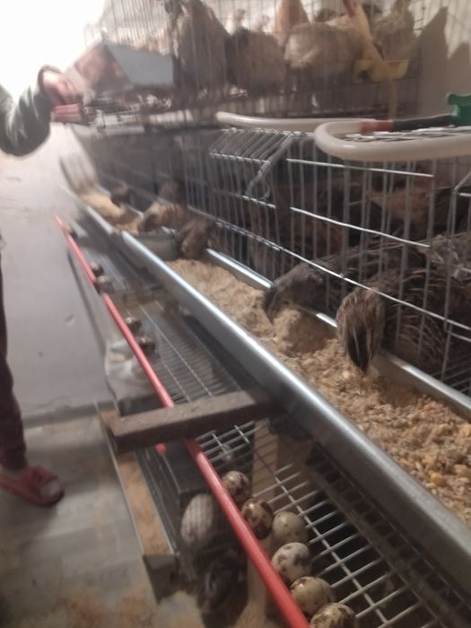 Vând ouă de prepeliță