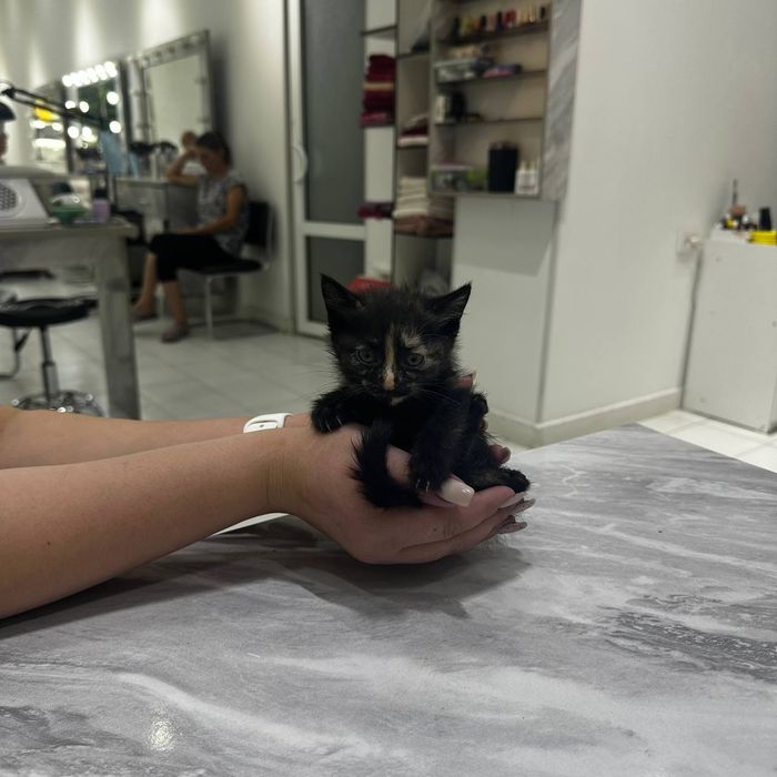 КОТЯТА  в добрые и ответственные руки