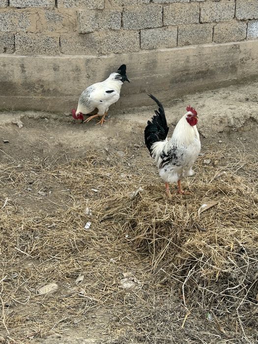 Қораздар сатылады