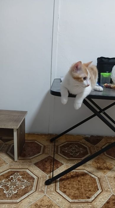 Отдам котёнка 4 месяца