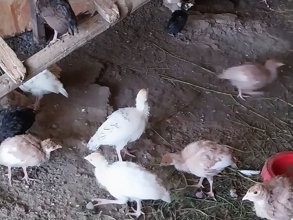 Pui de curcă (1 lună) – Rasa Bronzată și Albă de curte