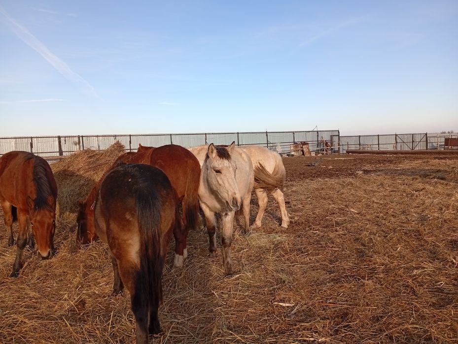 Селхоз животнии..