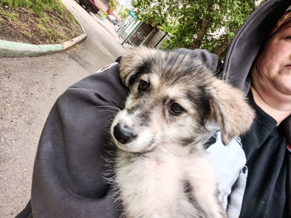 Срочно нужен дом щенку