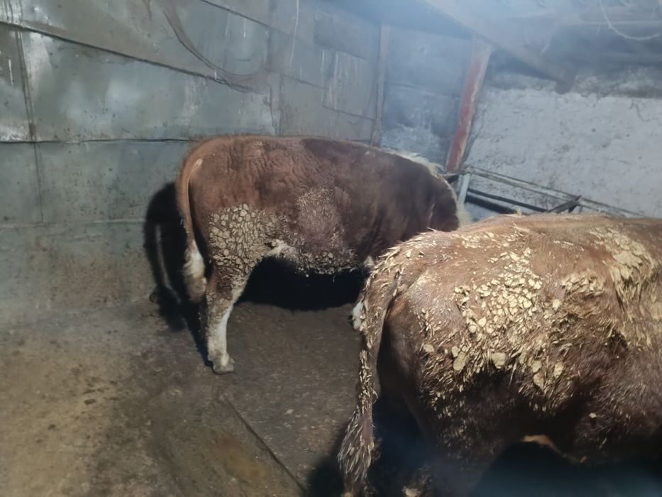 Продам быков срочно