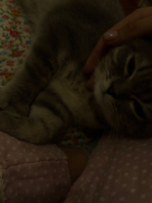 Кот - Ляля, 3 года
