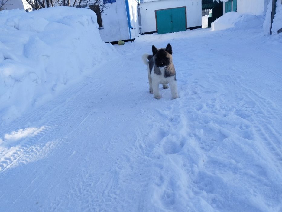 Продам щенков американская акита