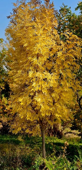 Клён  краснолисный, Канадский.