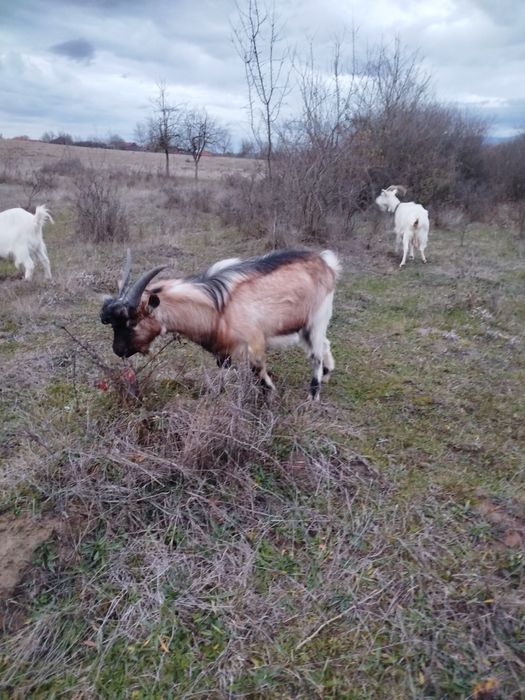 Țap alpin francez. De  vânzare