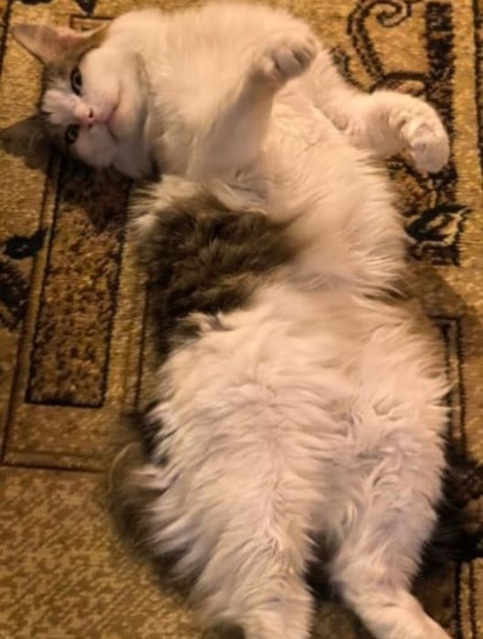 Котик ищет маму папу