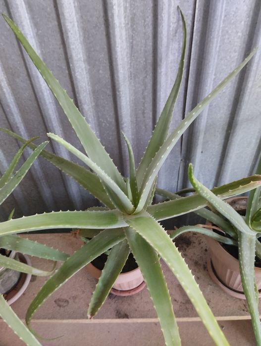 Продам алое - вера