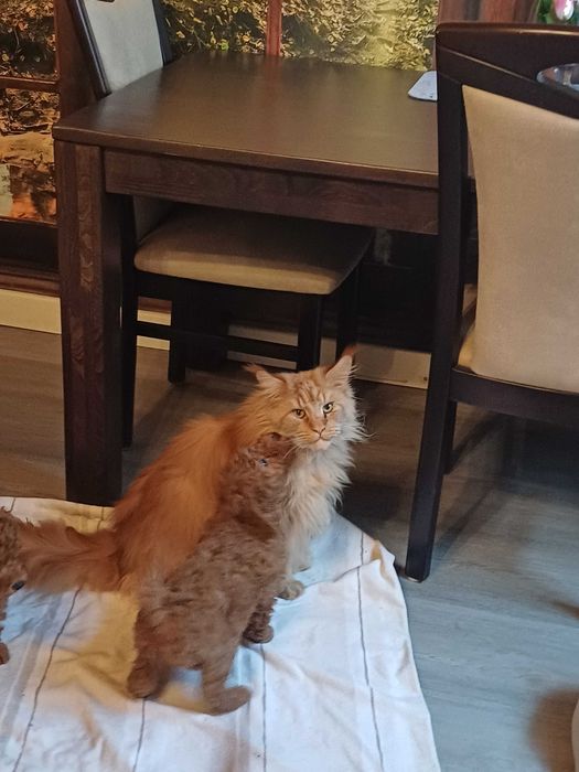 Пудел Мини кученца