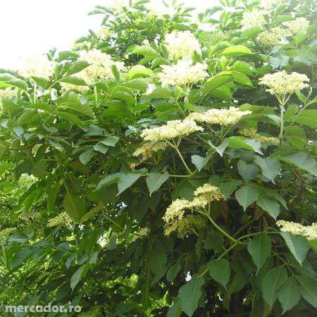 puieti de soc diverse dimensiuni