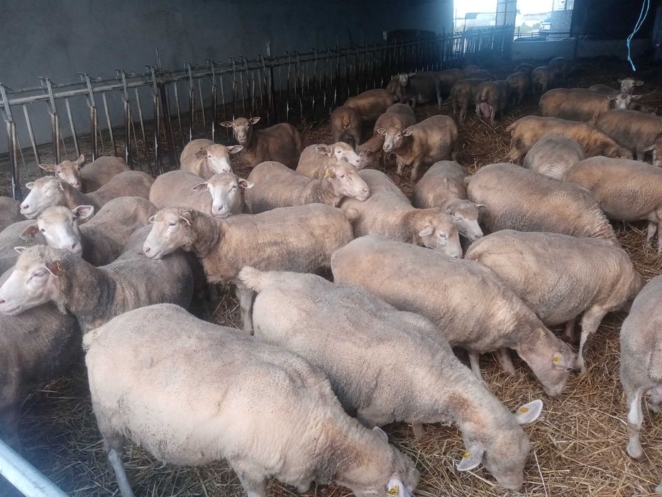 Berbeci Ile de France rasa de carne cu pedigree,certificat.