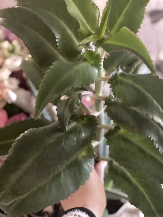 Алоэ вера продам