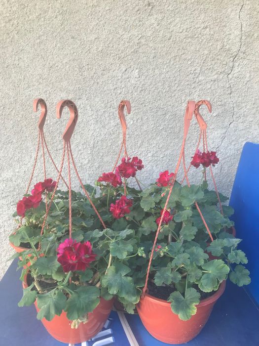 5 bucati de plante ghiveci muscate