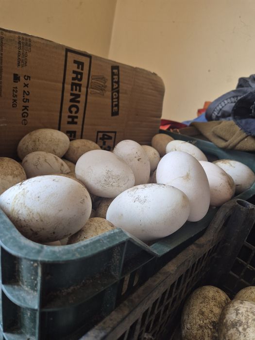 Oua de gasca de vânzare