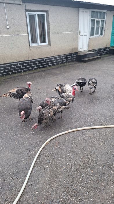 Индюки продаю домашние