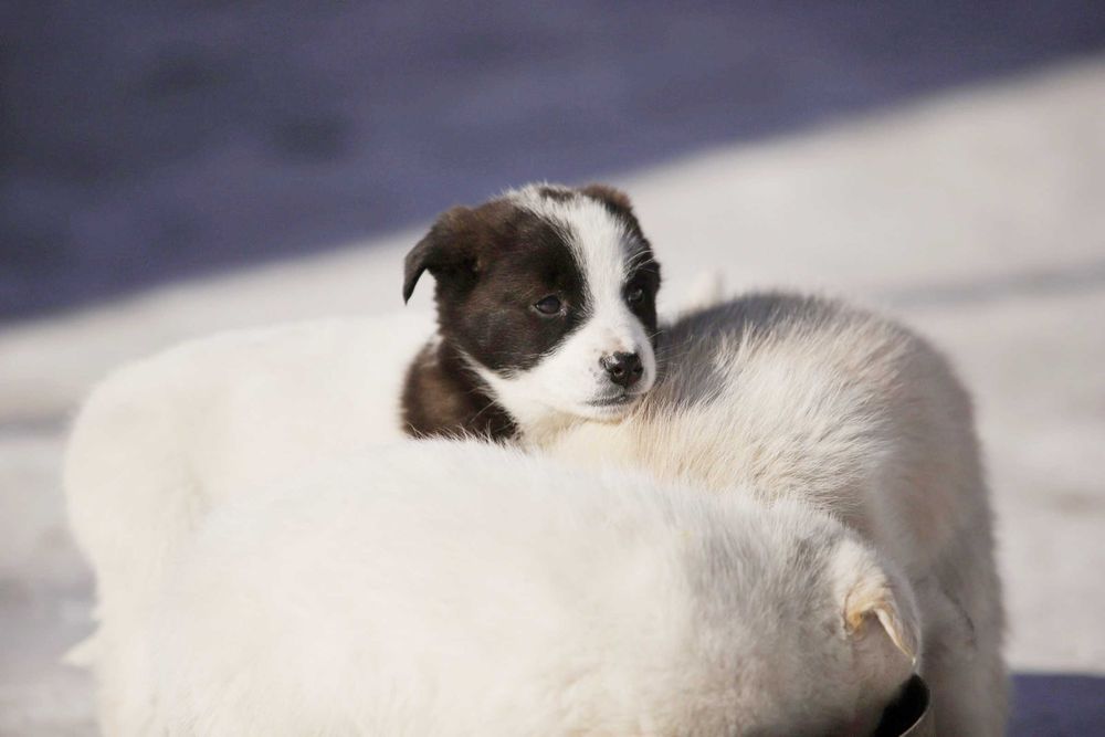 Щенок ищет дом, щенки