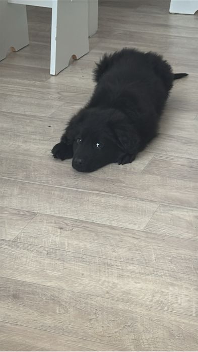 Срочно,отдам малышку в добрые руки