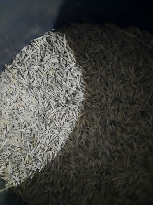 Vând ovâz de primăvară