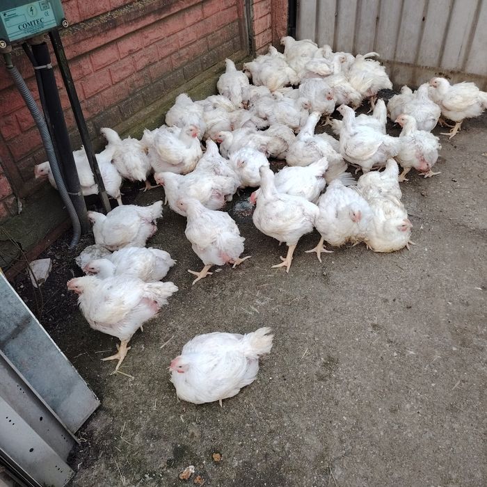 Pui alb de carne și rasă mixtă