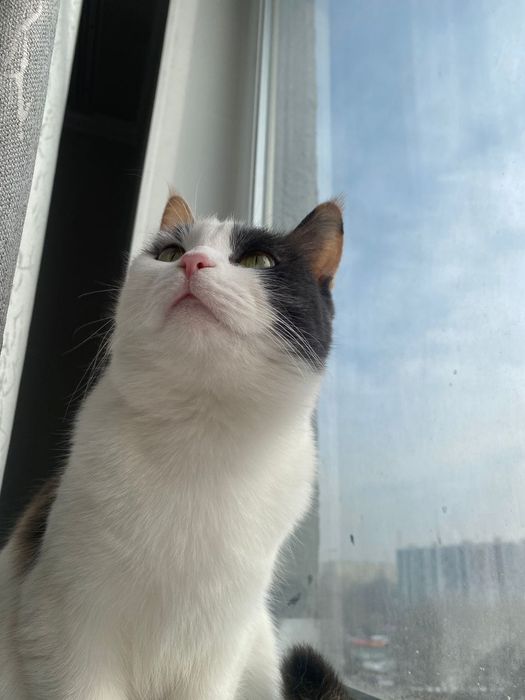 Срочно!! Отдам в добрые руки двух кошек