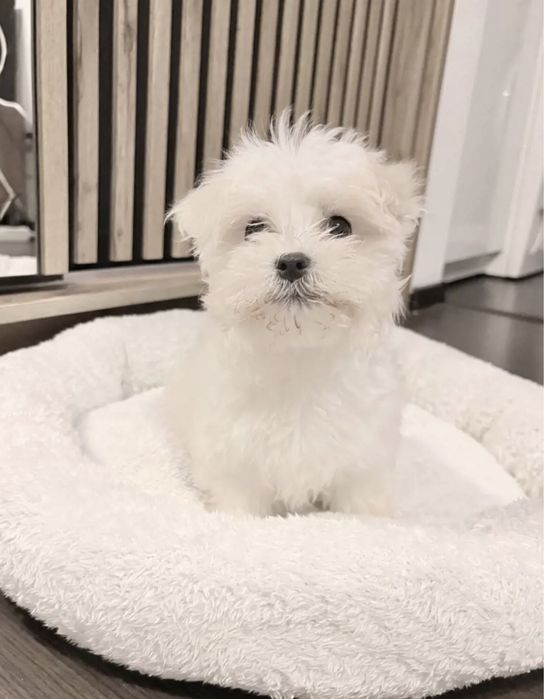 Bichon maltessse alb pufos