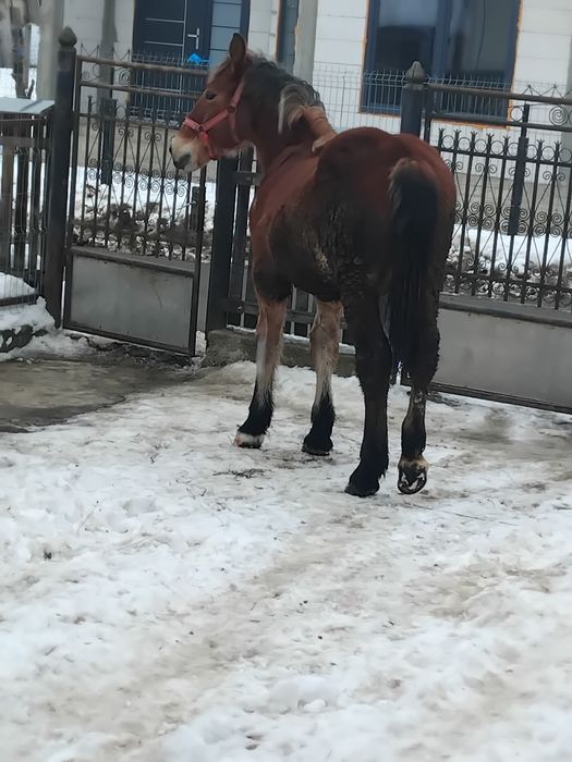 Mânz de vânzare 10 luni