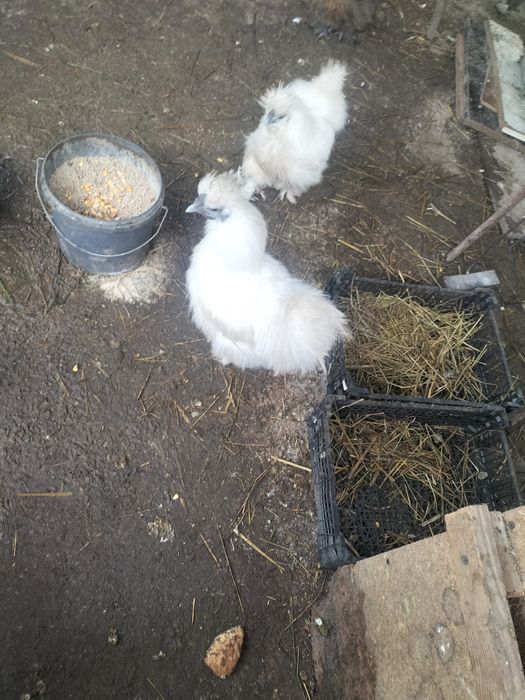 Cocoși de mătase 50 Ron buc