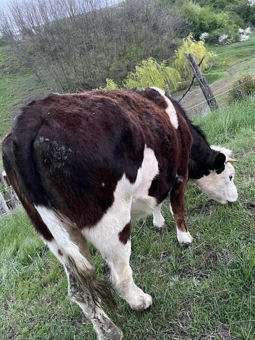 Junincă bălțată disponibilă