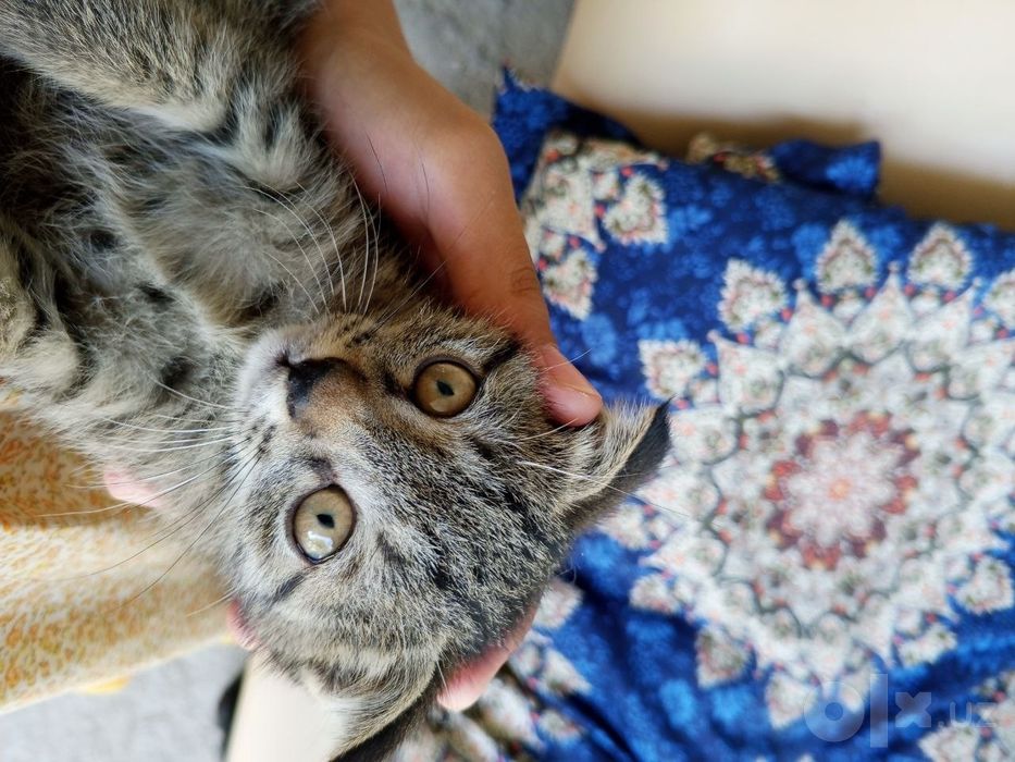 Мушукча  Котёнок