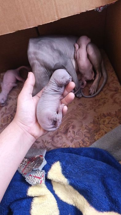 Котята конадского Сфинкса