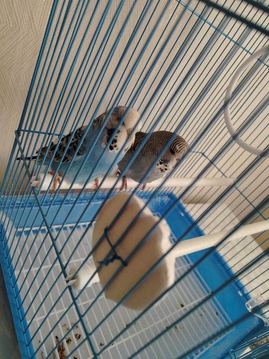 Обмен на взрослых