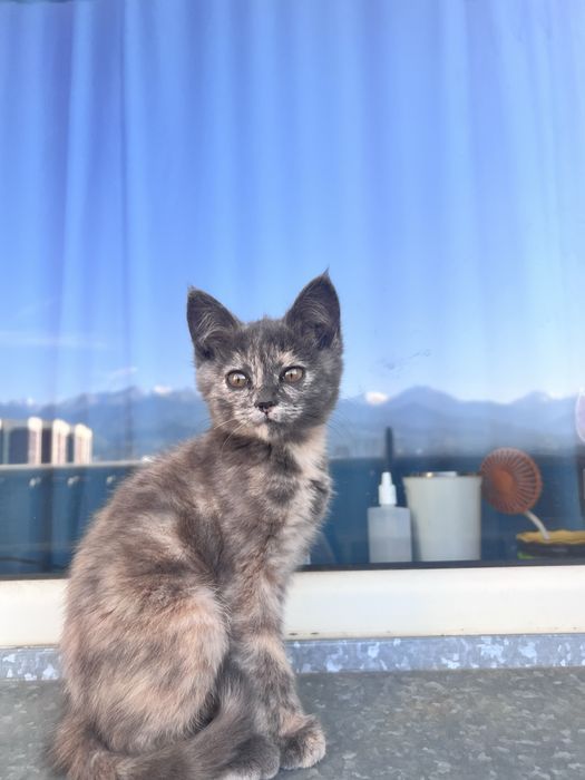 Отдам в добрые руки котенка
