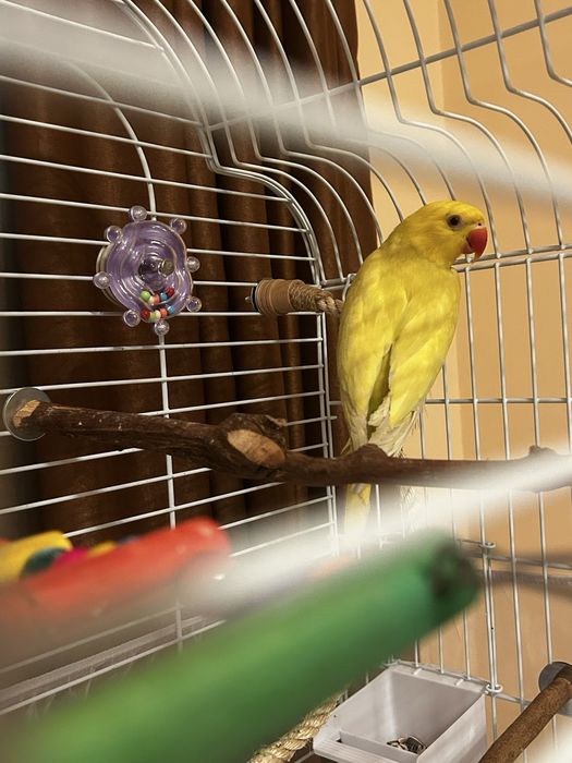 pui micul alexandru 4 luni