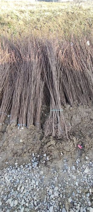 Puieti salcâm frasin fag carpen ulm plop mesteacăn brad molid Tei arin