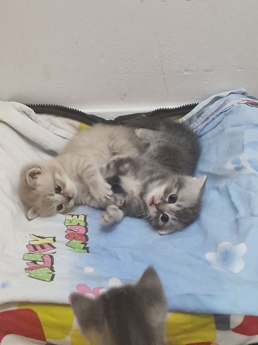 Манчкин котята 1 мальчик