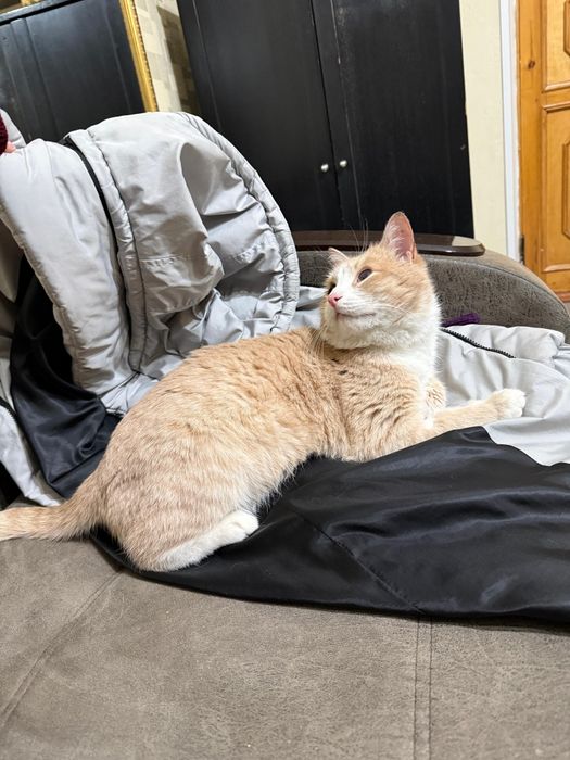 Отдам котика в добрые руки