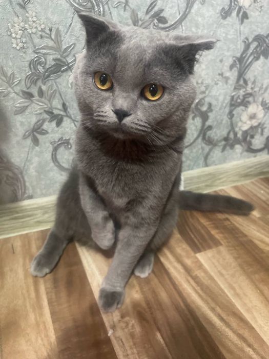 Кошка супер кошка спокойный