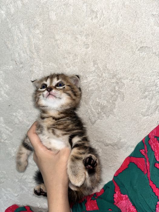 котята котята котята