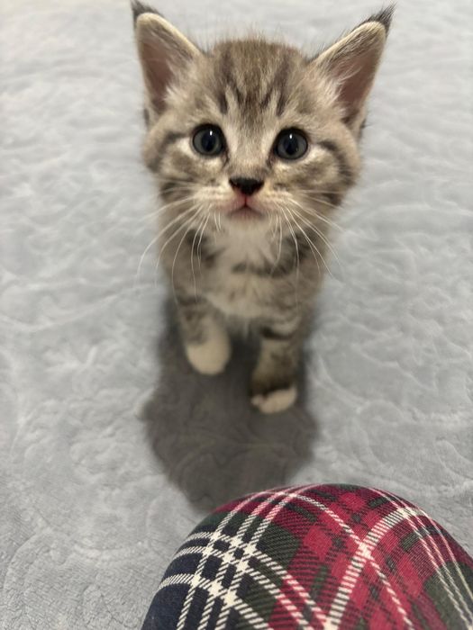 Скоттиш страйт котята