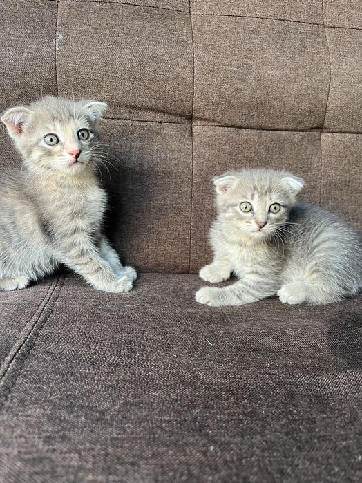 Котята вислоухие ласковые
