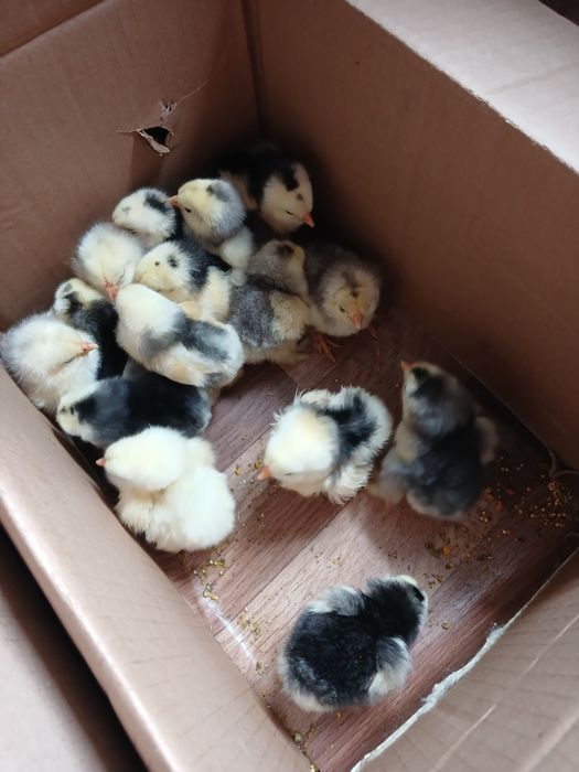 Продам цеплят и яйца